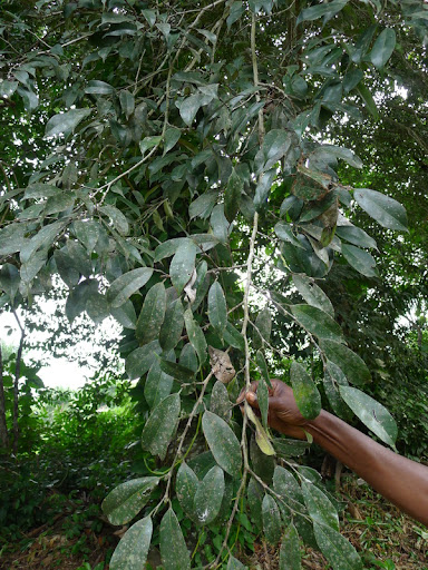 Trilepisium madagascariense